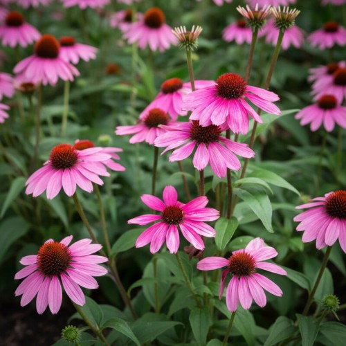 Jeżówka purpurowa ‘Sombrero® Rose’