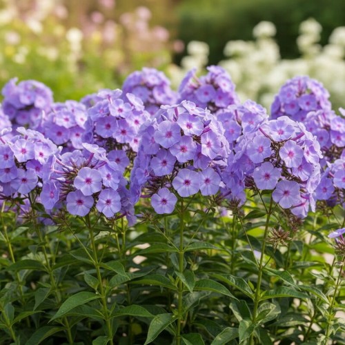 Płomyk wiechowaty Blue Paradise