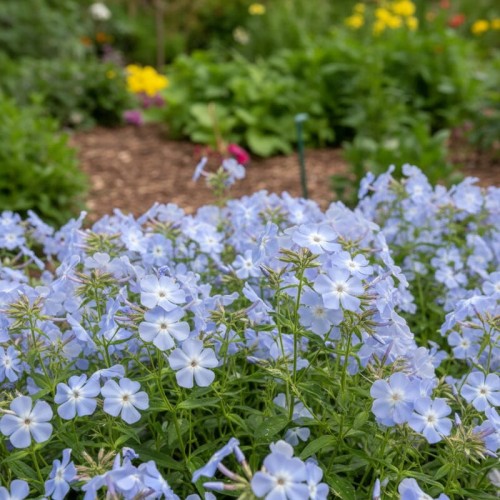 Płomyk kanadyjski Clouds of Perfume