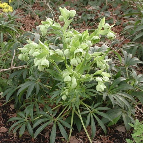 Ciemiernik cuchnący