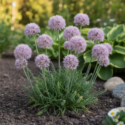 Czosnek górski ‘Spirale’