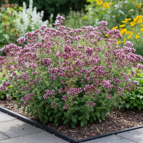 Lebiodka gładka Herrenhausen