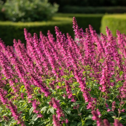 Szałwia omszona Rosakonigin