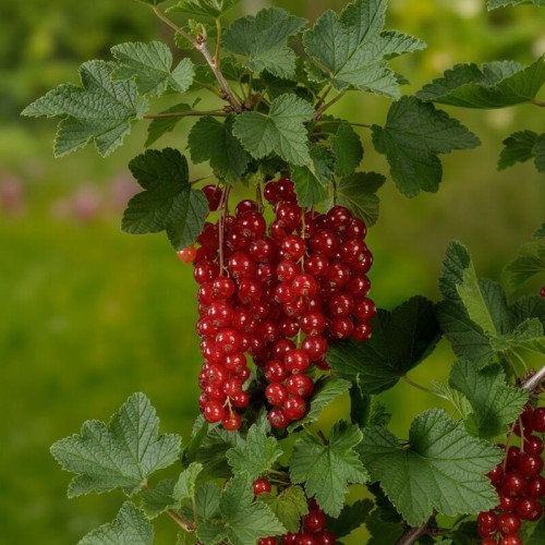 Porzeczka czerwona 'Detvan” na pniu