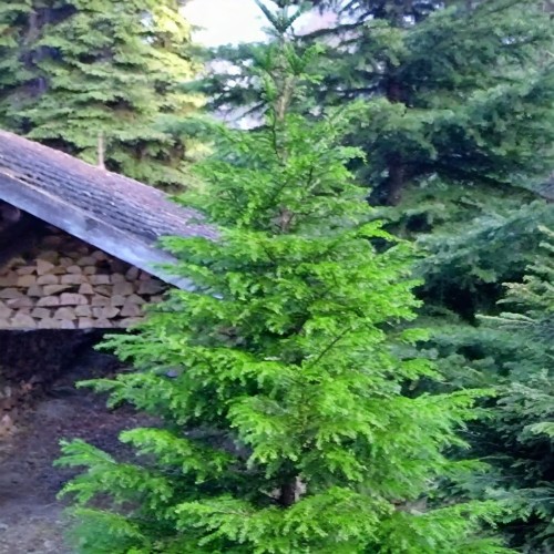 Choina kanadyjska Rugs Washington