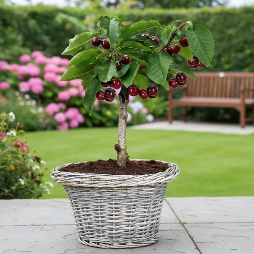 Czereśnia mini  'Garden Bing' na pniu