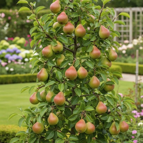 Grusza mini ''Garden Pearl'' na pniu