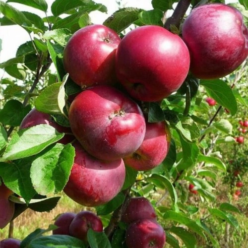 Jabłoń mini  ' Delegrina' na pniu