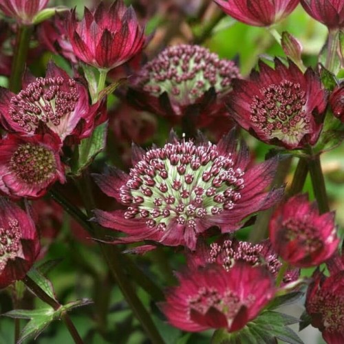 Jarzmianka większa ‘Moulin Rouge’