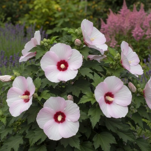 Ketmia bagienna Luna F1 Pink Swirl