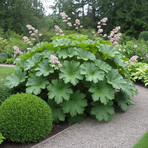 Tarczownica tarczowata