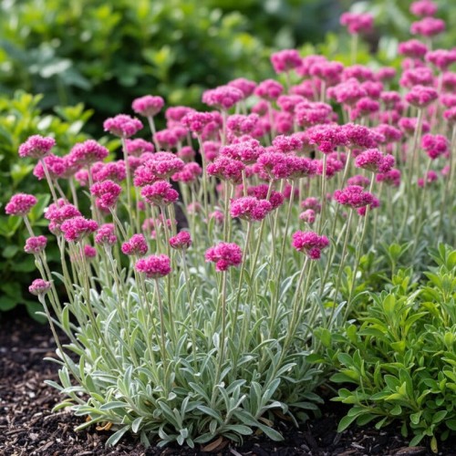 Ukwap dwupienne ‘Bright Rose’