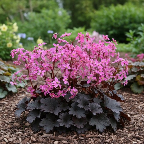 Skalnica zarzyczkolistna  Black Ruby