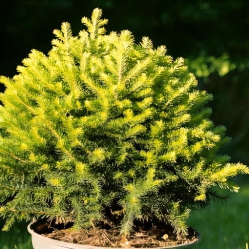 Kryptomeria Japońska Vilmorin Gold