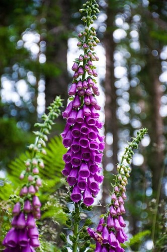 Naparstnica purpurowa Apricot