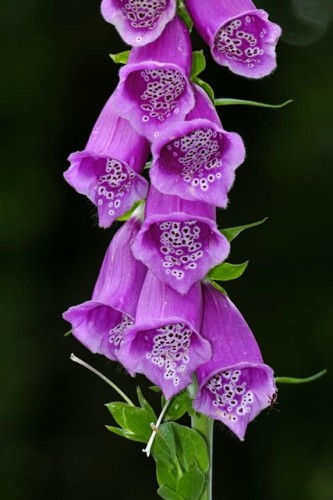 Naparstnica purpurowa