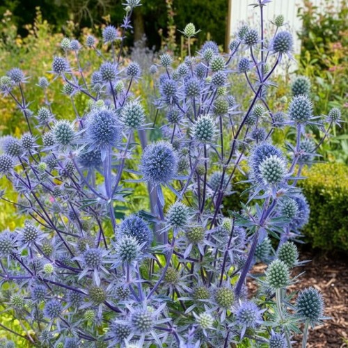 Mikołajek płaskolistny Blaukappe