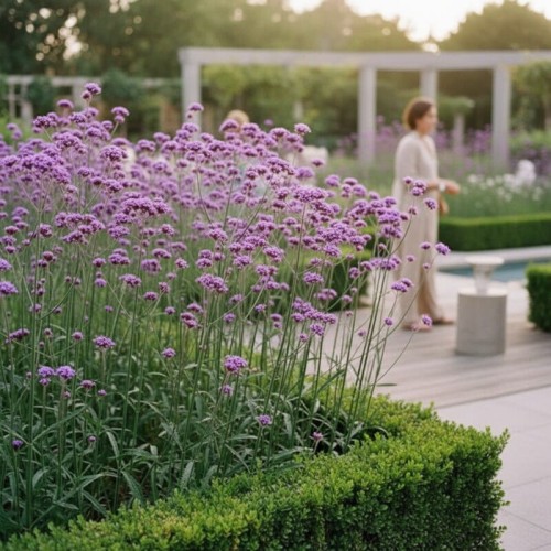 Werbena patagońska ‘Violet Blue’