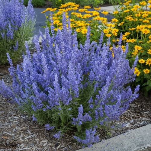 Perowskia łobodolistna Lacey Blue