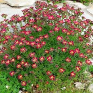 Skalnica arendsa Rockies Red