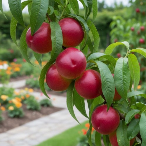 Nektarynka mini 'Rubis' na pniu