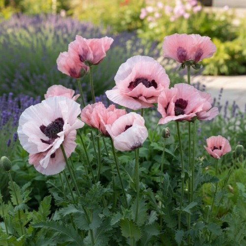 Mak wschodni  Prinzessin Vict. Louise