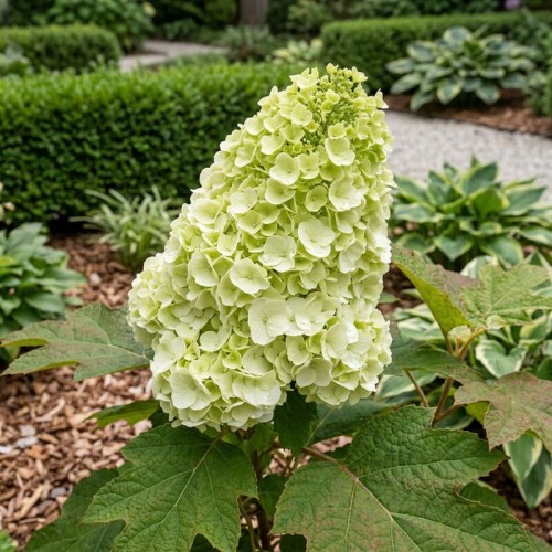 Hortensja dębolistna Tara