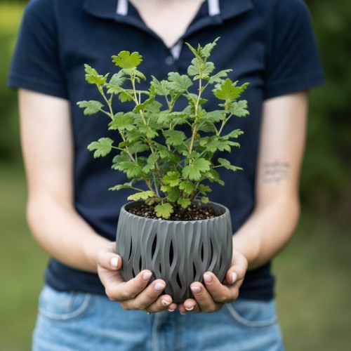 agrest-krzaczasty-czerwony-ribes-uva-crispa-kopany-z-gruntu-zielonapara-sadzonka-duza-zdrowa-jadalne-owoce