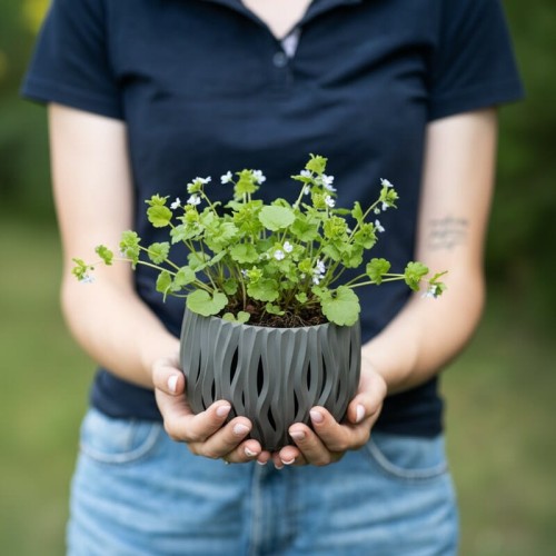 uludka-wiosenna-omphalodes-verna-zielonapara-sadzonka-duza-zdrowa-niebieskie-kwiaty