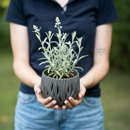 anafalis-perlowy-anaphalis-margaritacea-sommerschnee-zielonapara-sadzonka-duza-zdrowa-biale-kwiaty