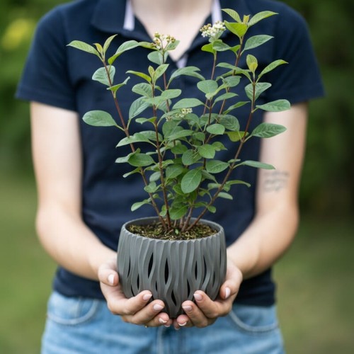 aronia-czarnoowocowa-aronia-melanocarpa-hugin-zielonapara-sadzonka-duza-zdrowa-jadalne-owoce