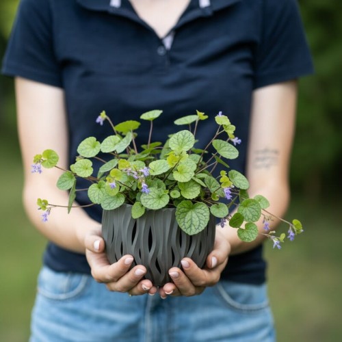 bluszczyk-kurdybanek-glechoma-hederacea-zielonapara-sadzonka-duza-zdrowa-fioletowe-kwiaty