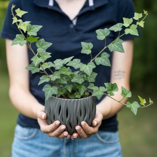 bluszcz-pospolity-hedera-helix-zielonapara-sadzonka-duza-zdrowa-zielone-liscie-pnacz