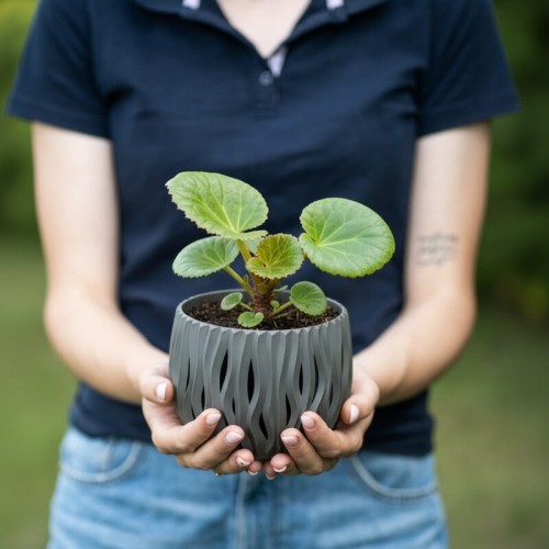 bergenia-sercolistna-baby-doll-bergenia-cordifolia-rozowe-kwiaty-niska-bylina-zimozielona-sadzonka-sadzonki-zielona-para-zielonapara