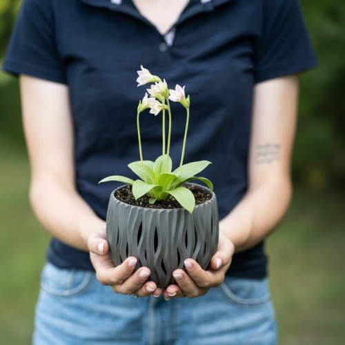 bozykwiat-dodecatheon-meadia-rote-farbe-zielonapara-sadzonka-duza-zdrowa-czerwone-kwiaty
