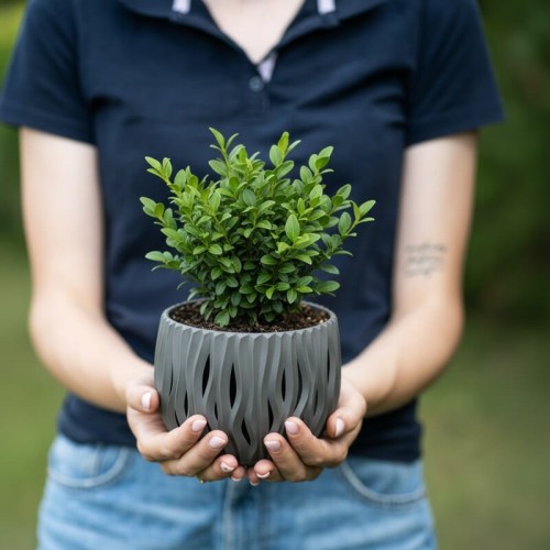 bukszpan-wieczniezielony-buxus-sempervirens-zielona-para-sadzonka.jpga