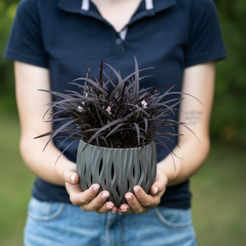 Konwalnik płaskopędowy Nigerscens 