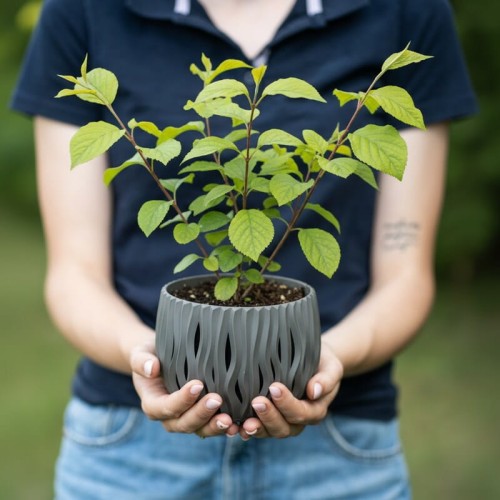 deren-jadalny-cornus-mas-zolte-wczesne-kwiaty-czerwone-jadalne-owoce-krzew-owocowy-sadzonka-sadzonki-zielona-para-zielonapara
