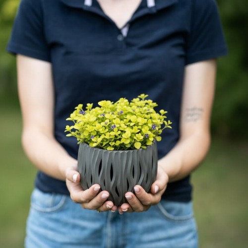 dzwonek-garganski-campanula-garganica-dicksons-gold-sadzonka-zielona-para