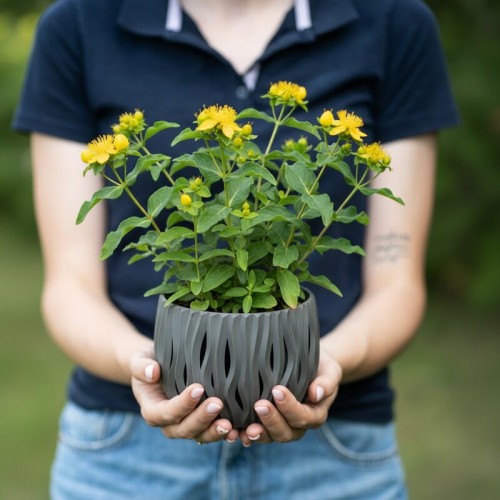 dziurawiec-wielolistny-grandiflorum-hypericum-polyphyllum-duze-zolte-kwiaty-krzewinka-40-60cm-sadzonka-sadzonki-zielona-para-zielonapara