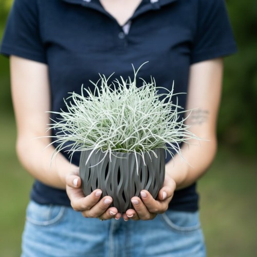 ficinia-sina-frosty-morning-ficinia-arundinacea-niebieskozielone-liscie-kremowy-brzeg-trawa-ozdobna-30-40cm-sadzonka-sadzonki-zielona-para-zielonapara