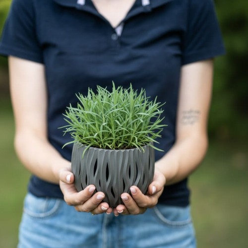 gozdzik-kropkowany-brilliant-dianthus-deltoides-czerwone-kwiaty-niska-bylina-15-25cm-sadzonka-sadzonki-zielona-para-zielonapara
