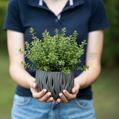 hebe-green-globe-hebe-sp-zimozielone-liscie-kulisty-pokroj-niski-krzew-40-60cm-sadzonka-sadzonki-zielona-para-zielonapara