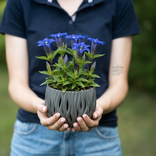 goryczka-ogrodowa-gentiana-sp-niebieskie-kwiaty-niska-bylina-10-30cm-sadzonka-sadzonki-zielona-para-zielonapara