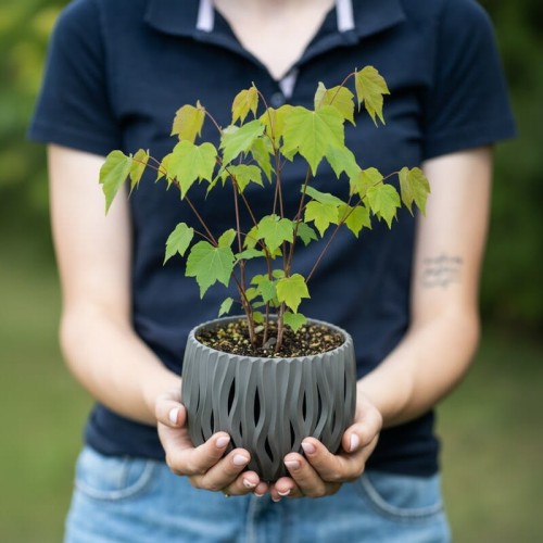 grujecznik-japonski-cercidiphyllum-japonicum-sercowate-liscie-jesienne-przebarwienia-drzewo-10-15m-sadzonka-sadzonki-zielona-para-zielonapara