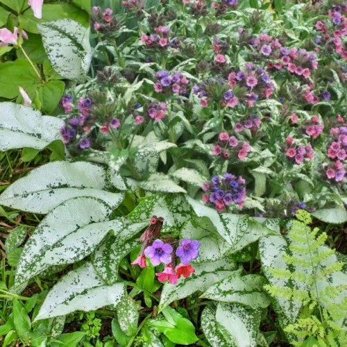 Miodunka Silver Bouquet