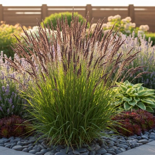 Perłówka wyniosła 'Atropurpurea'