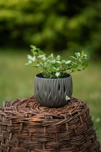 jasnota-lamium-maculatum-zielonapara-sadzonka-duza-zdrowa-rozowe-kwiaty-3.jpg