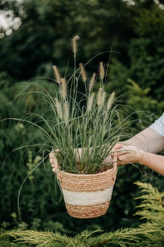 rozplenica-japońska-Pennisetum-japonicum-zielonapara-zielona-para-sadzonka-0539.jpg