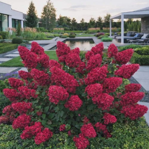 Hortensja bukietowa Framboisine